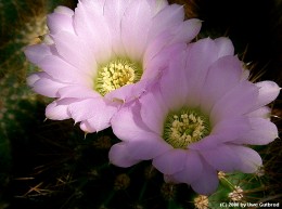 Acanthocalycium spiniflorum v. violaceum